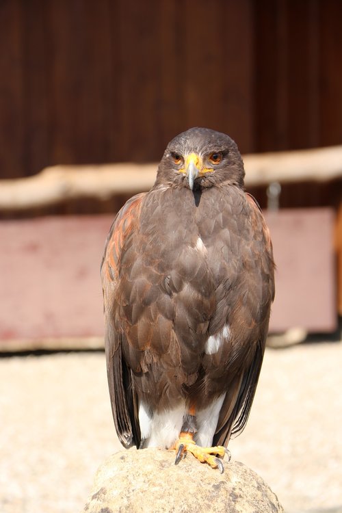 bird  adler  zoo