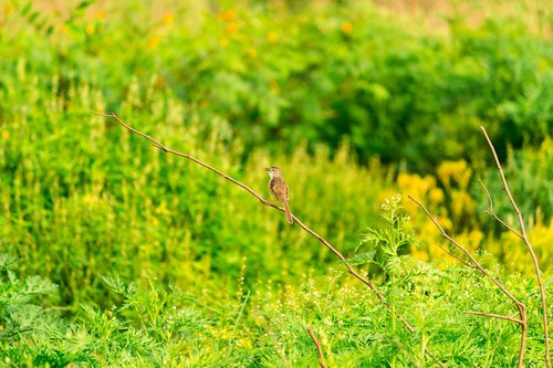 bird  grass  nature