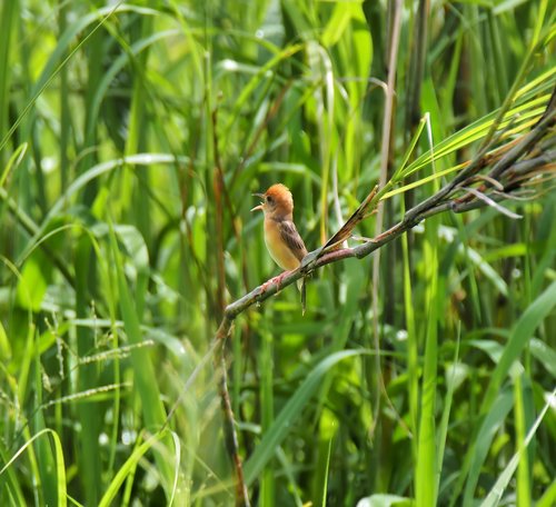 bird  wild  wildlife