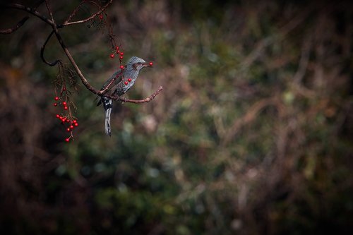 bird  red fruit  thrush