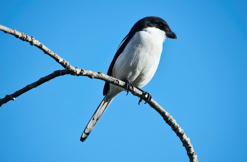 bird  avian  fiscal shrike