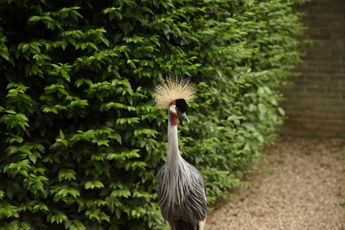 bird  animals  nature