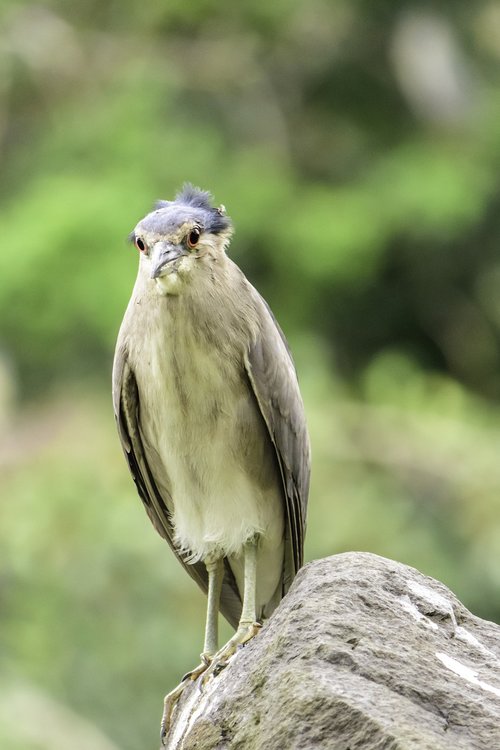 bird  wildlife  night heron