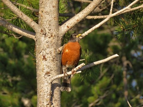 bird  robin  tree