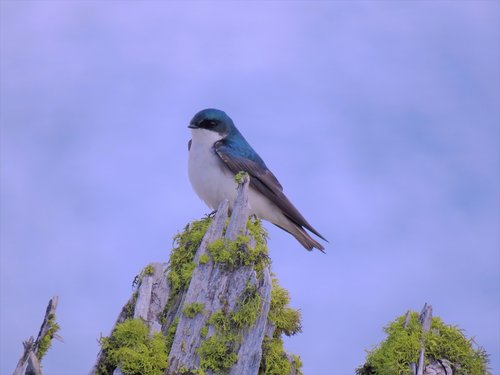 bird  blue  swallow