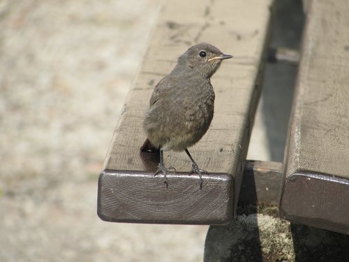 bird  bench  summer