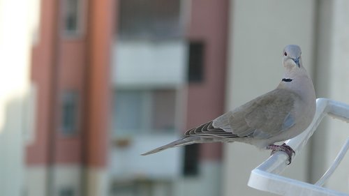 bird  dove  nature
