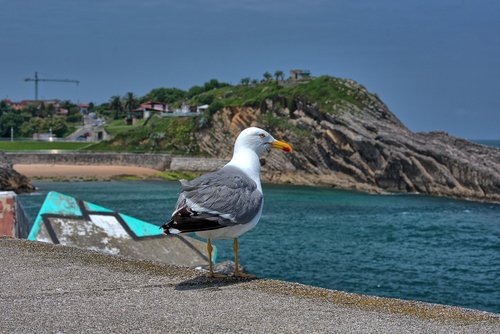 bird  sea  seagull
