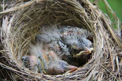 bird  robin  baby