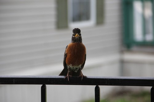 bird  robin  wildlife