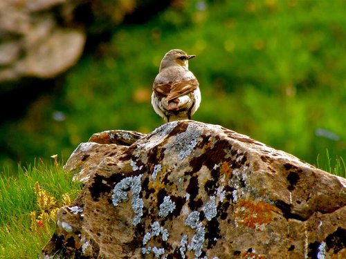 bird  nature  green