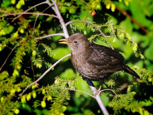 bird animal blackbird