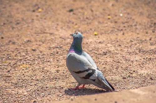 bird  dove  feather