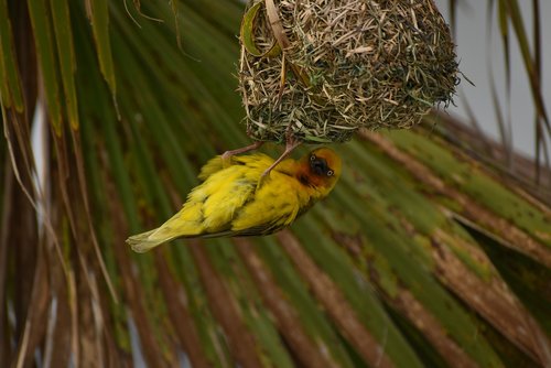 bird  weaver  yellow