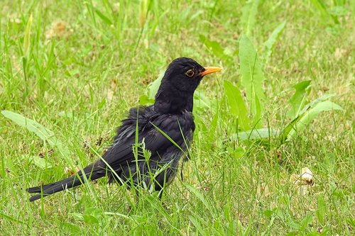 bird  blackbird  young bird