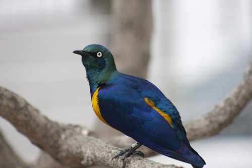 bird  blue  animal