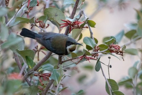 bird  wild  animal