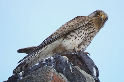 bird  kestrel  bird of prey