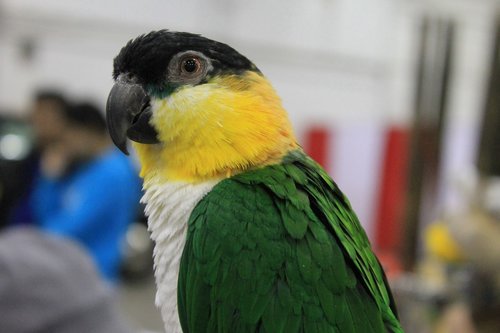 bird  parrot  caique
