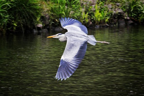 bird  nature  animal