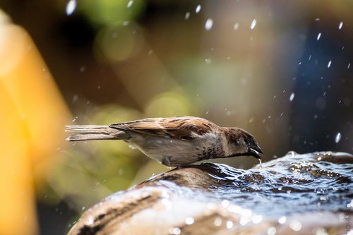 bird  nature  animals