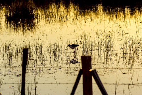 bird  nature  lake