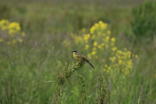 bird  wagtail  yellow