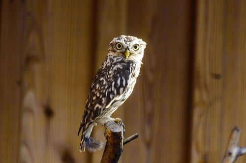 bird  little owl  nature