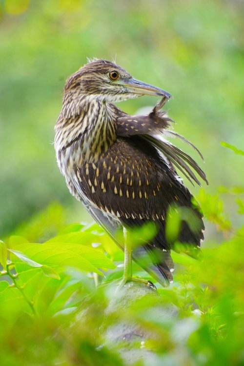 bird  plumage  nature