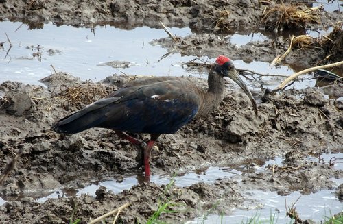 bird  red-naped ibis  pseudibis papillosa