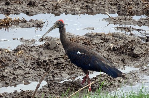 bird  red-naped ibis  pseudibis papillosa