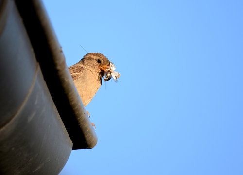 bird  sparrow  roof