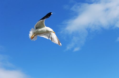 bird  seagull  gull