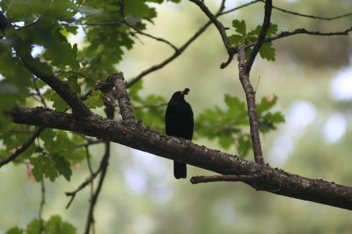 bird  nature  tree