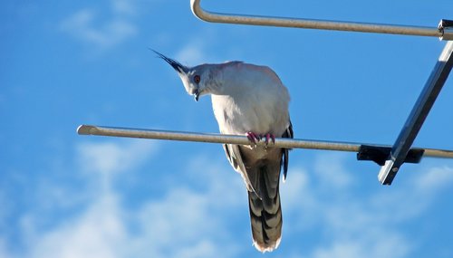 bird  pigeon  antenna
