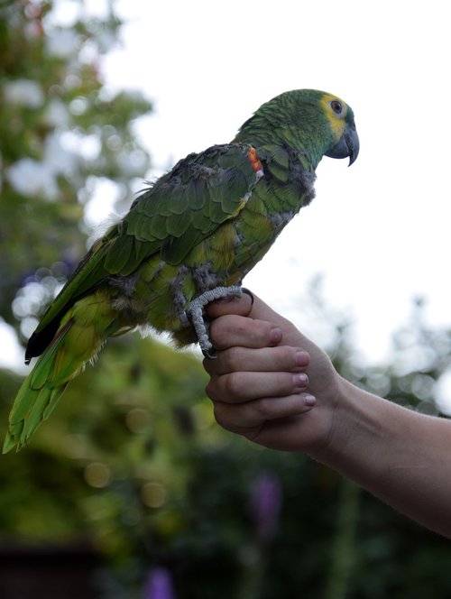 bird  parrot  hand