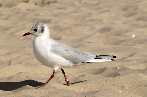 bird  seagull  water bird