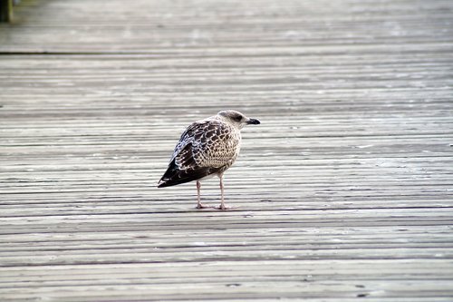 bird  seagull  water bird