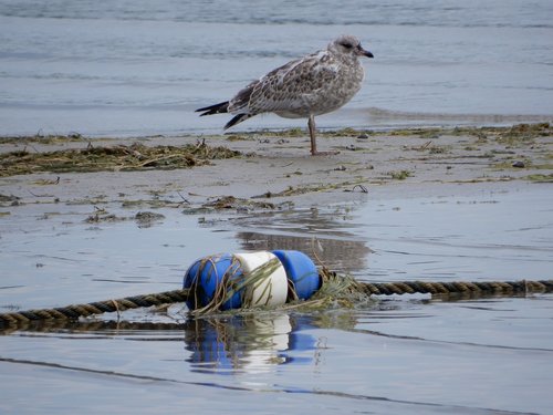 bird  water  nature