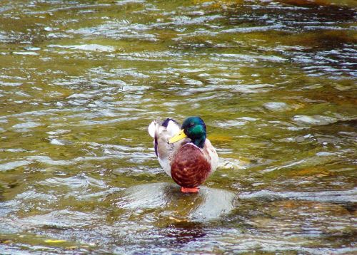 bird duck water
