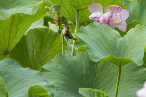 bird  lotus  pond