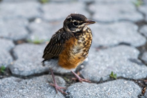 bird  sparrow  baby
