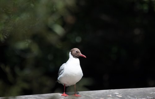 bird  close up  macro