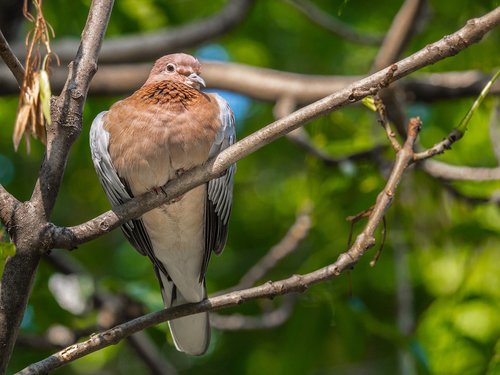 bird  palm dove  plumage