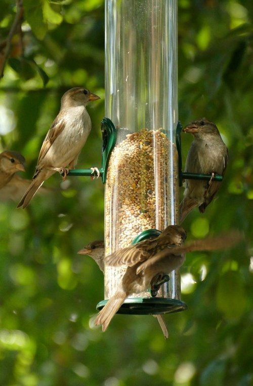 bird  seed  food