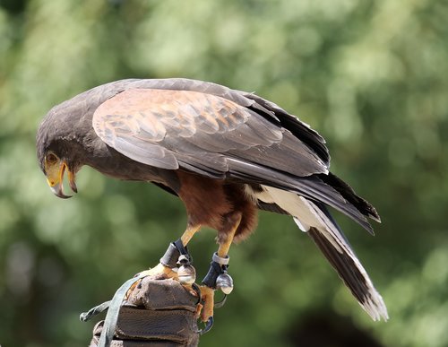 bird  raptor  falconry