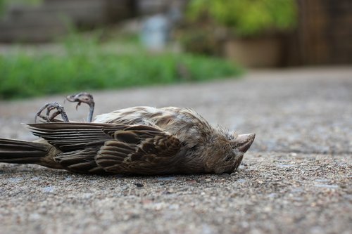 bird  dead bird  death