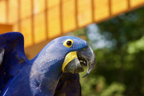 bird  parrot  exotic