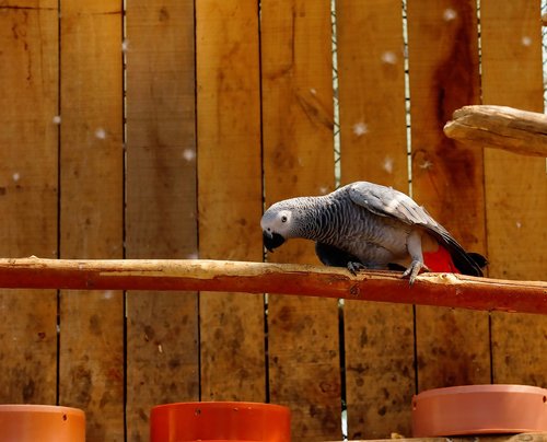 bird  parrot  beautiful