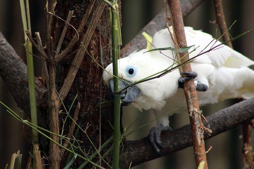bird  white  parrot